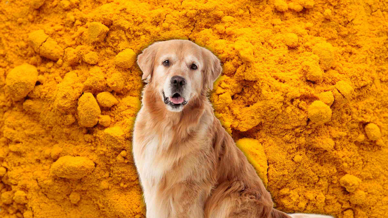 BENEFITS OF TURMERIC & GOLDEN PASTE FOR DOGS AND CATS