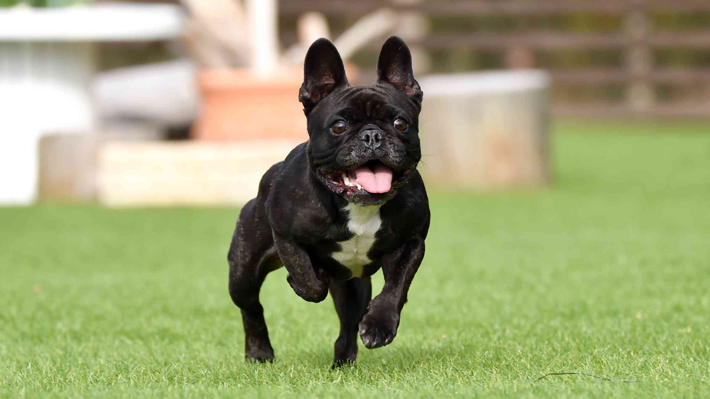 French Bulldog IVDD Injury 100% Natural Recovery – PAWDEGA USA