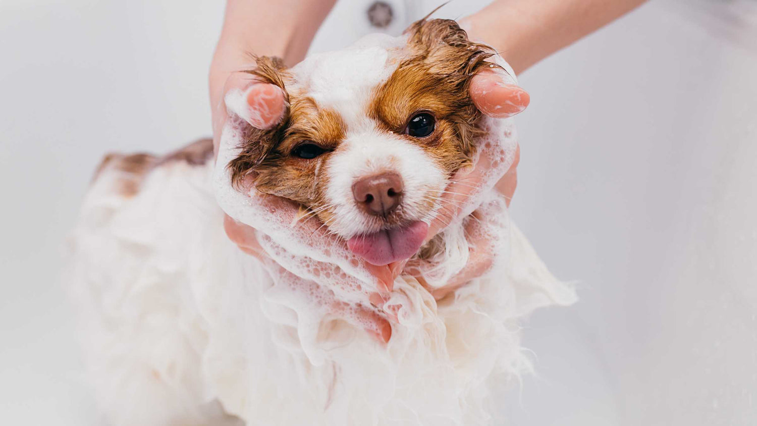 BE AWARE OF THIS 'ORGANIC' PET SHAMPOO SCAM!