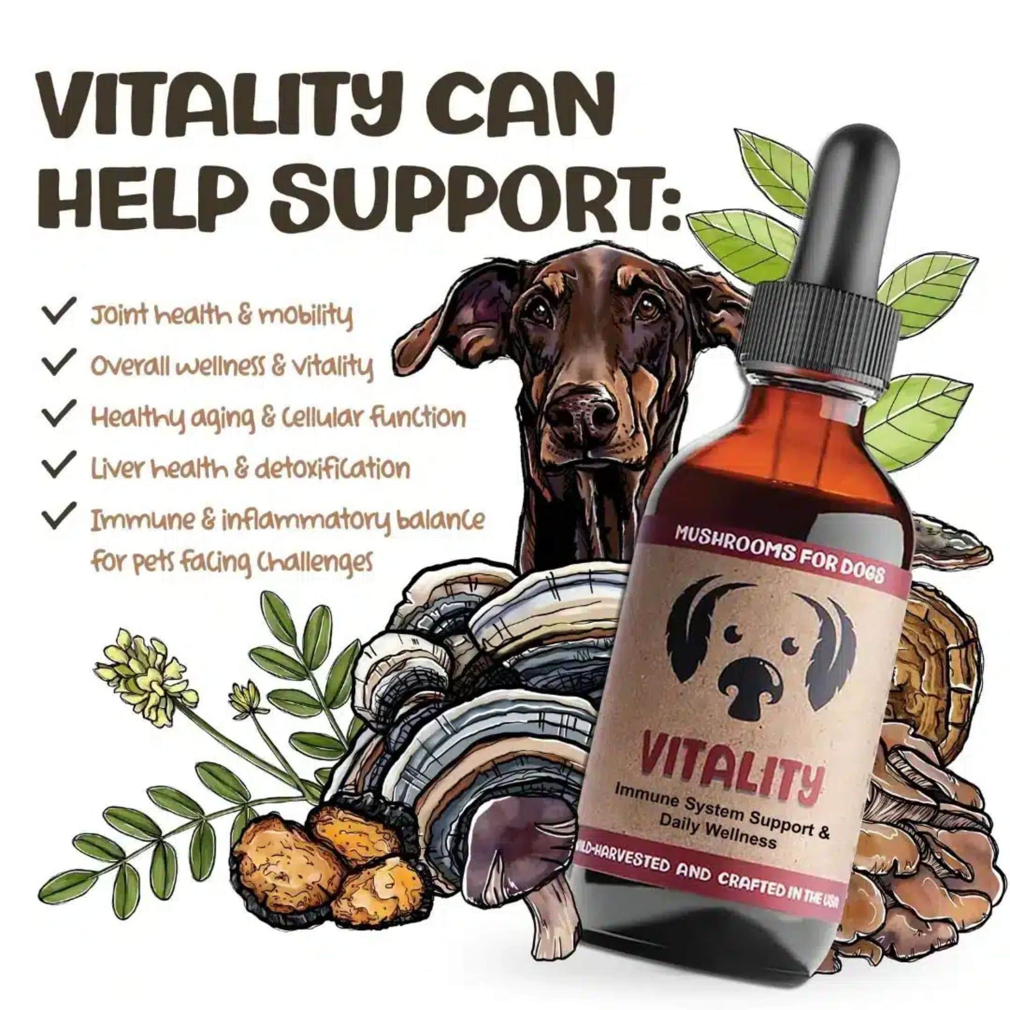 MycoDog Vitality Mushrooms Benefits and What it Helps Support