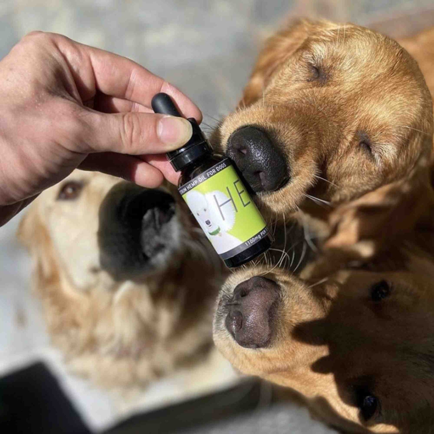 Dogs sniffing Heal Bottle