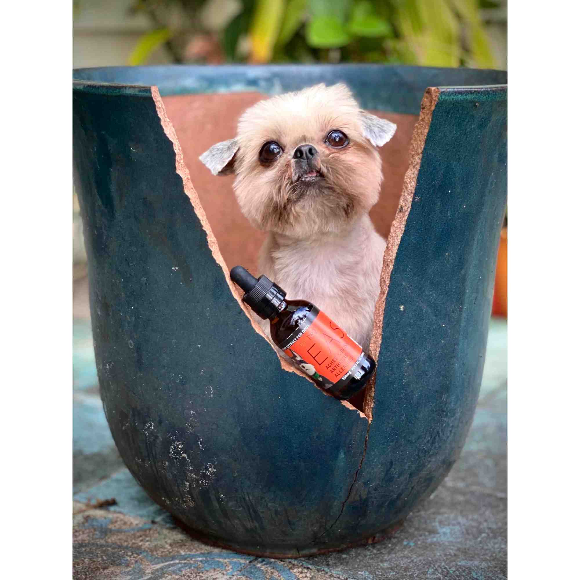 EASE - bottle with dog - lifestyle image