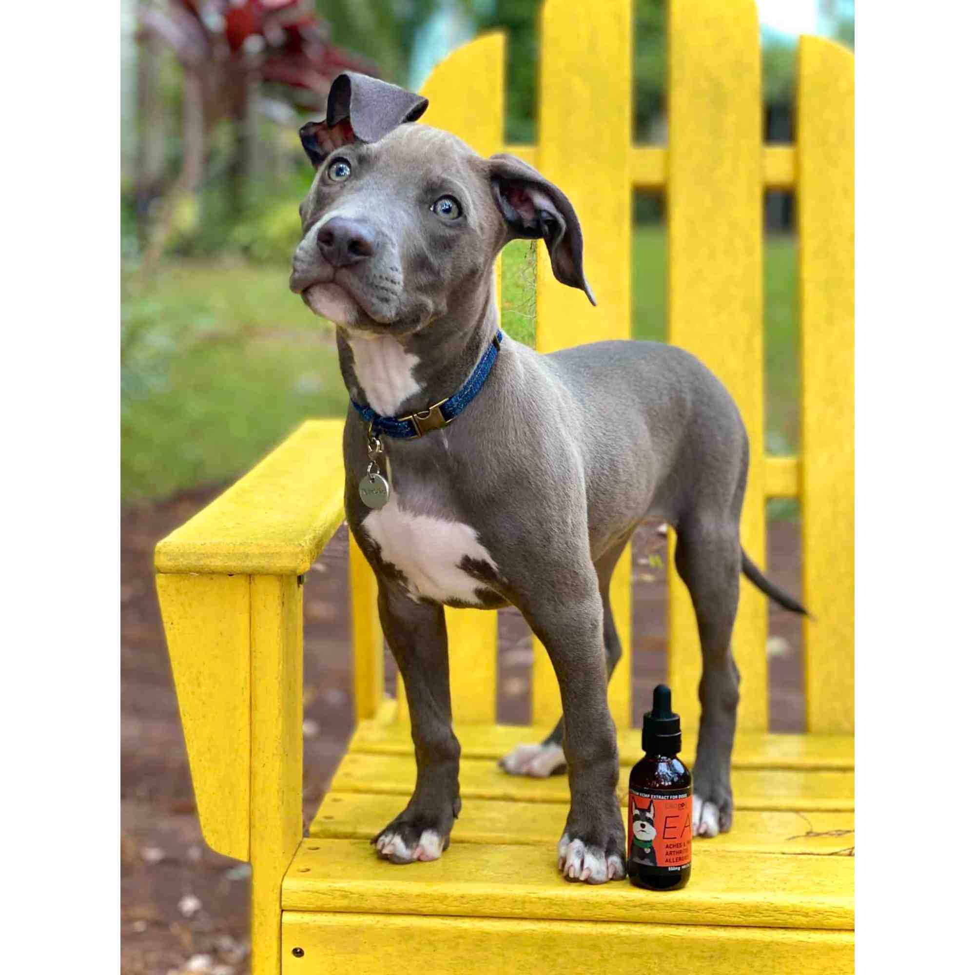 EASE - bottle with puppy - lifestyle image