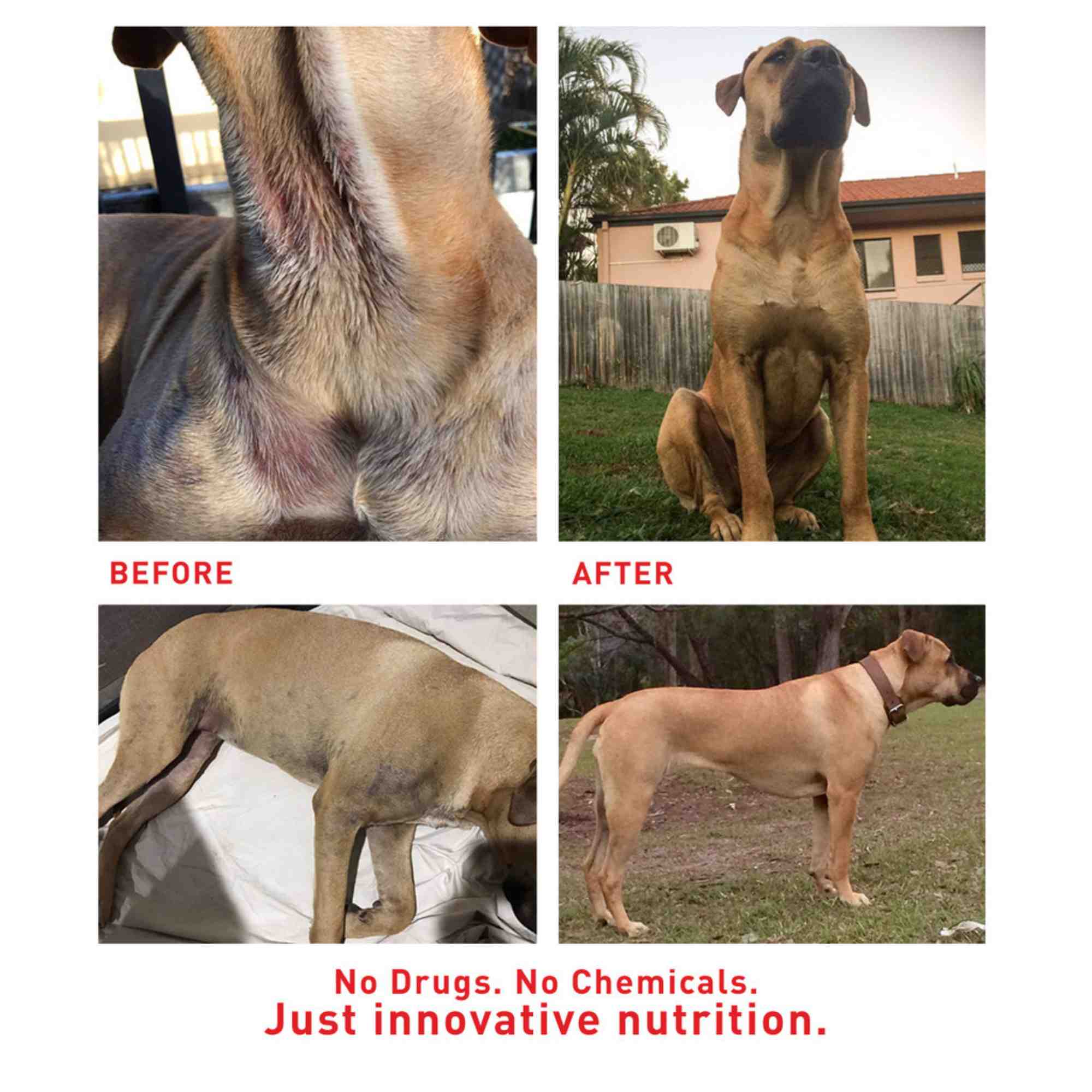 Faith Cleanse and Detox before and after dog
