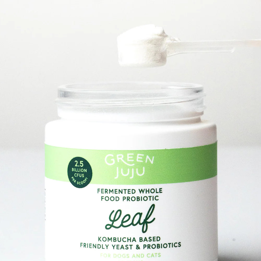 Leaf-Kombucha-Based friendly yeast and Probiotics by Green Juju for Dogs and cats in a 30g jar on display with powder