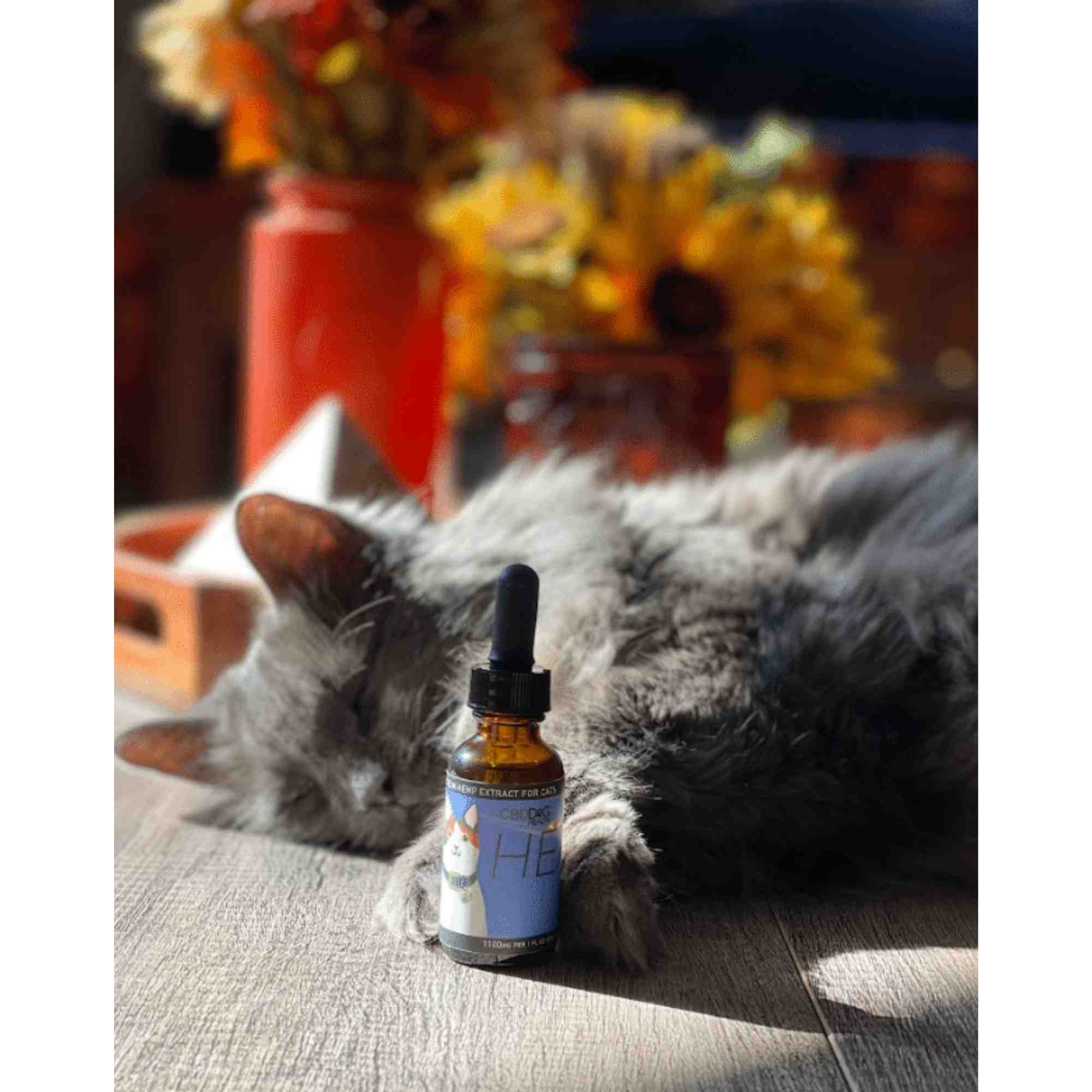 HEAL - Full-Spectrum Oil for Cats