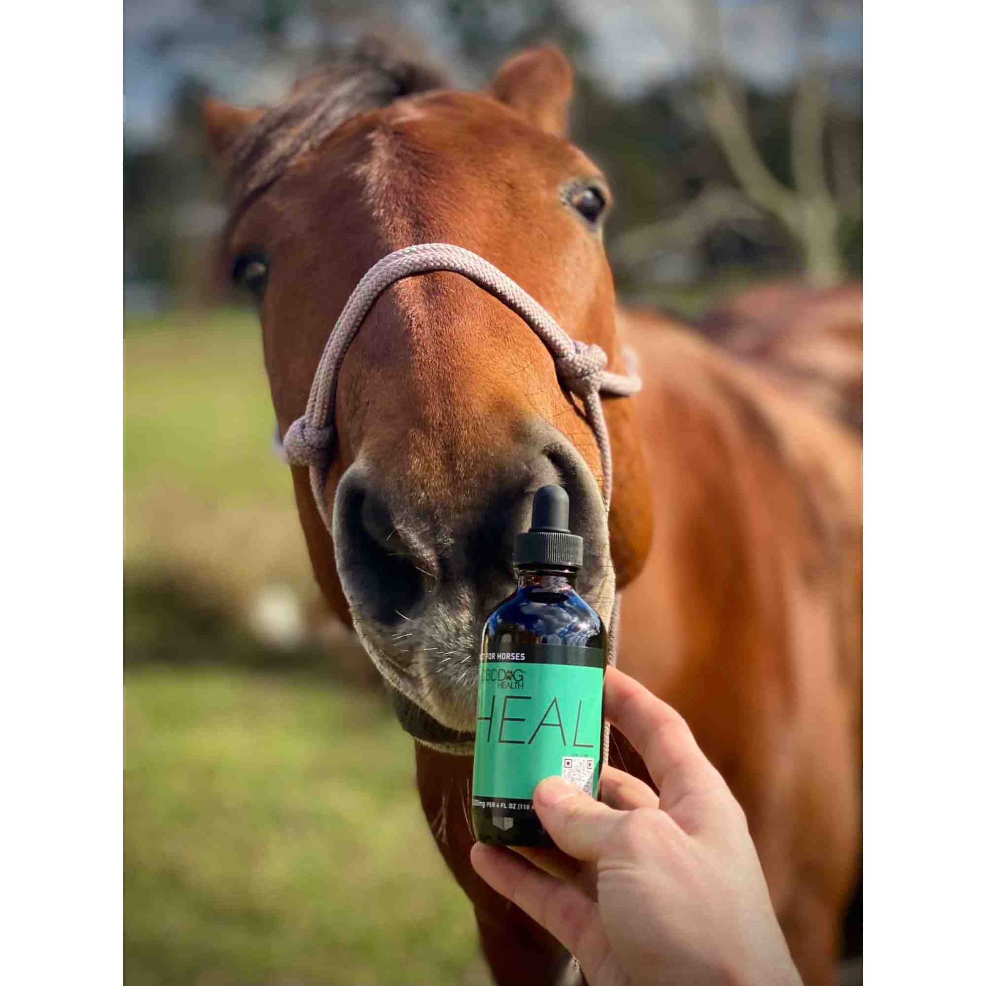 HEAL - Full-Spectrum Oil for Horses