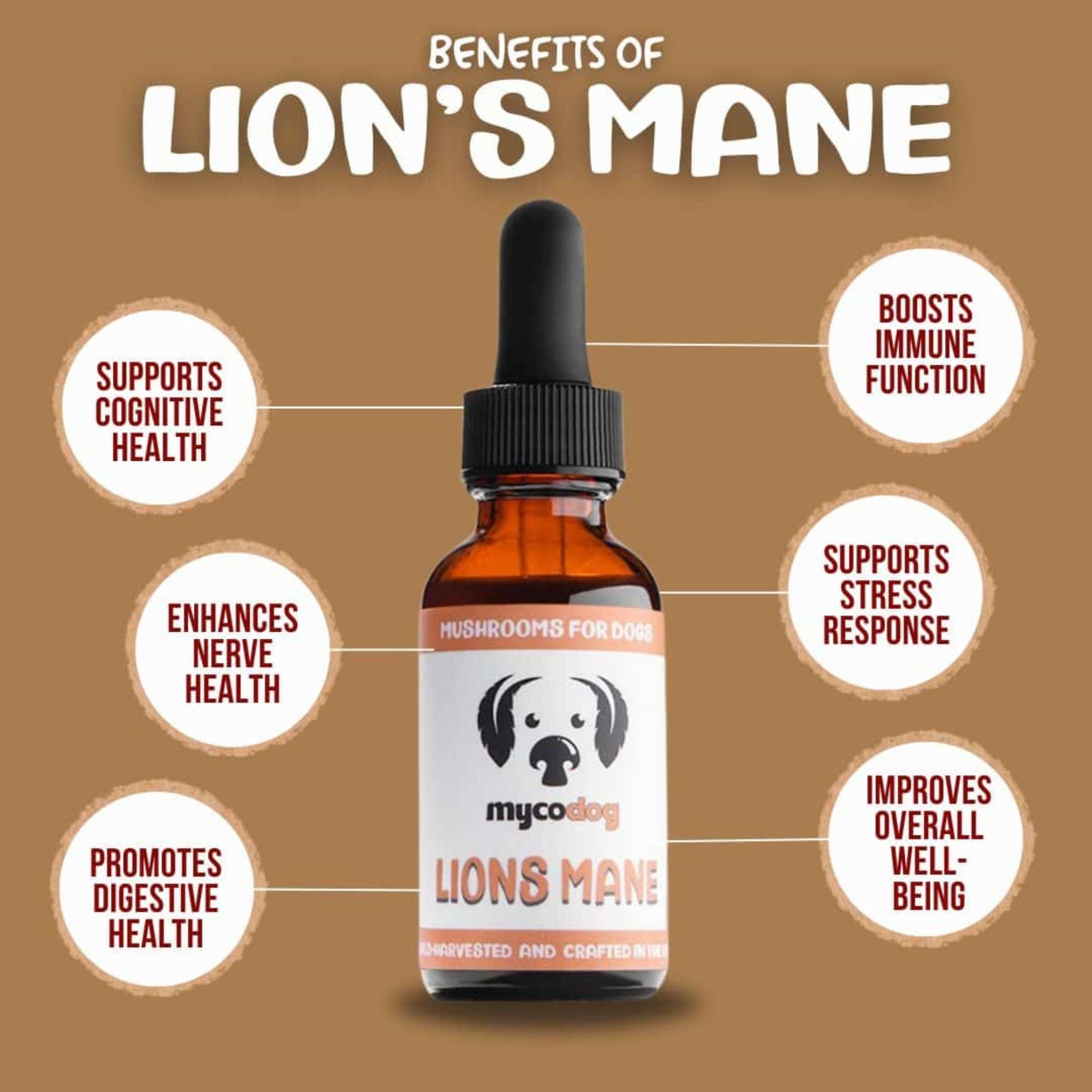 Lion&