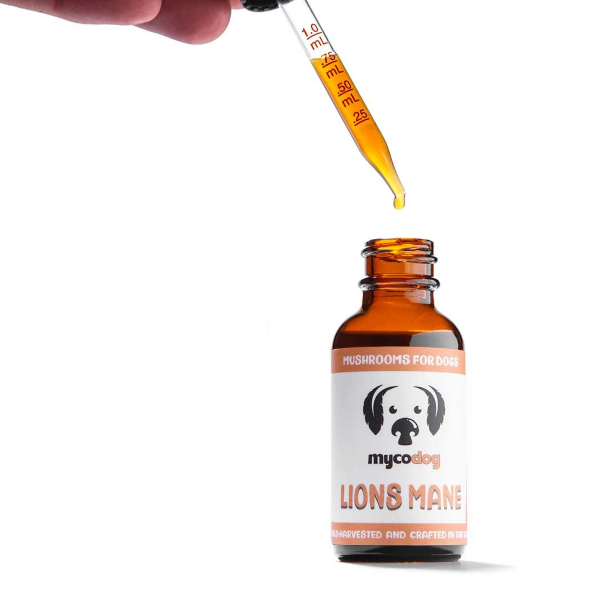Lion&
