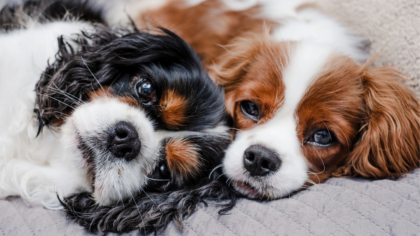Holistic Vet Online Consultation: 11 Professionals We Trust