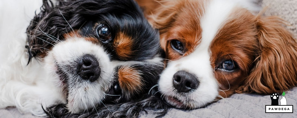 Holistic Vet Online Consultation: 11 Professionals We Trust
