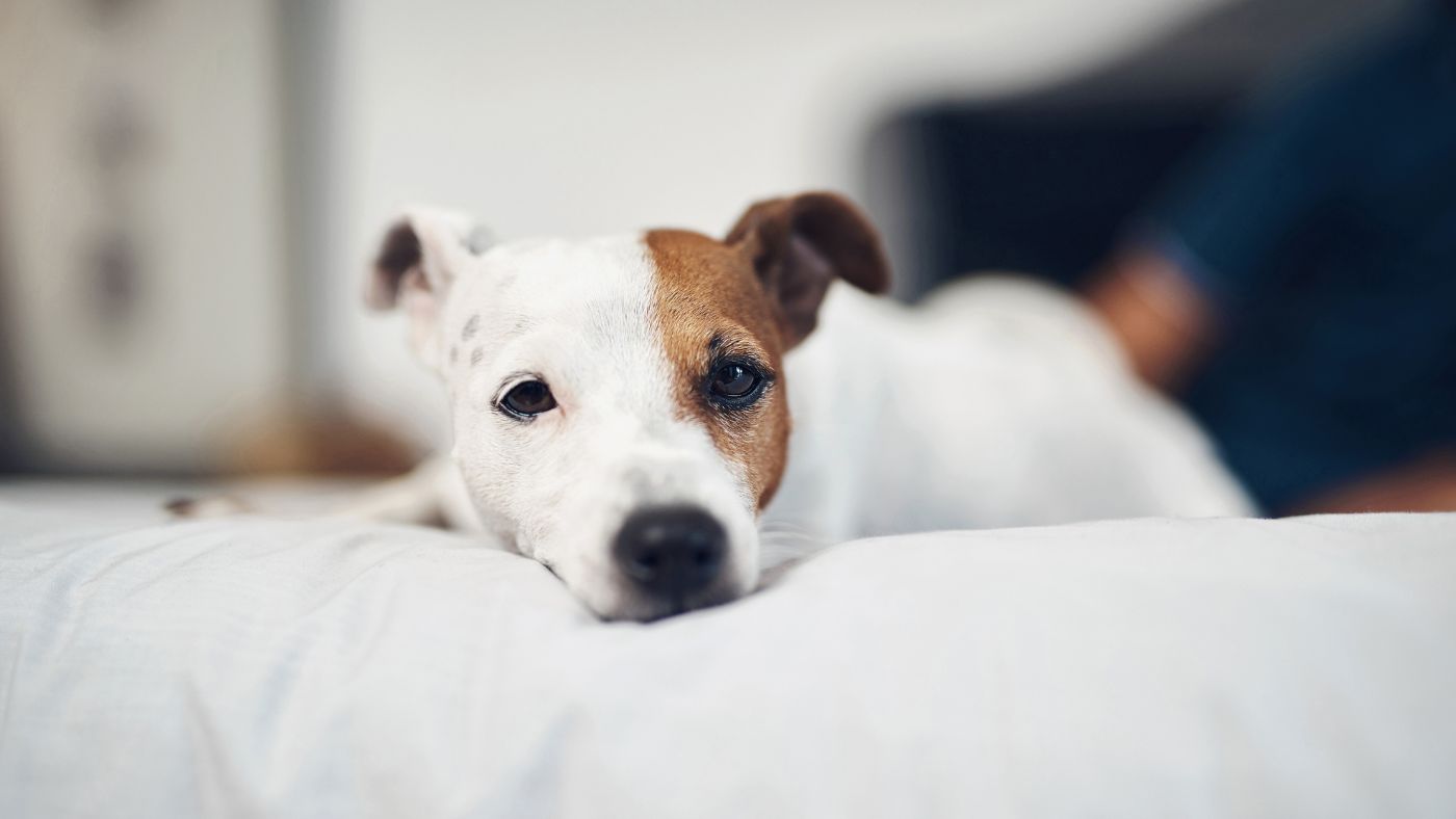 A calm dog resting comfortably at home, illustrating holistic support for recurring pancreatitis in dogs.