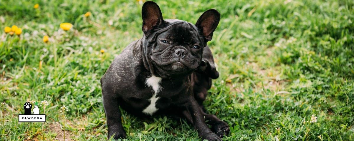 Why Is My Dog Still Itchy After Changing Food?