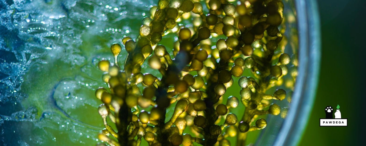 Algae Oil for Dogs: Dosage, Benefits, and How to Choose