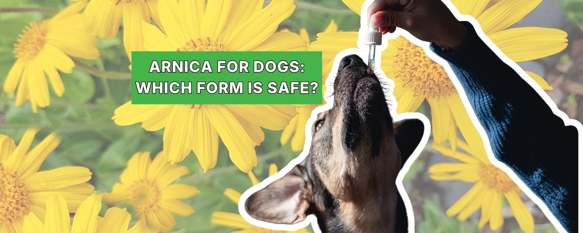 Arnica for Dogs: What It Helps, What's Safe, and What to Watch For