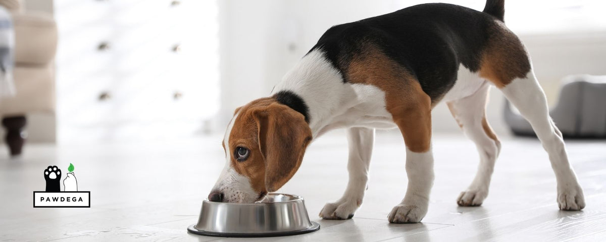 Beagle dog eating out of food bowl