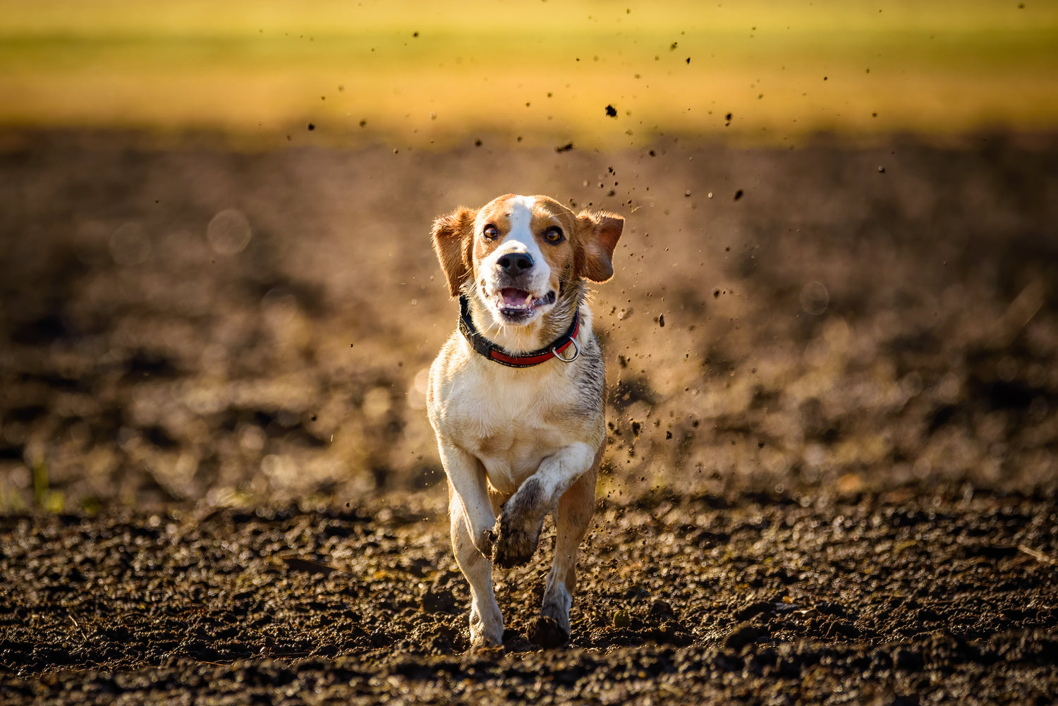 Chlorella for Dogs: Benefits, Safety, and Which Dogs It Suits Best