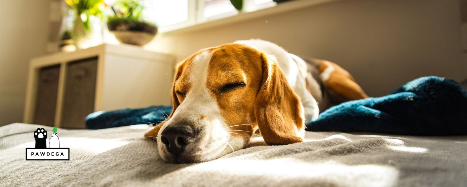 Beagle dog sleeping in the bed