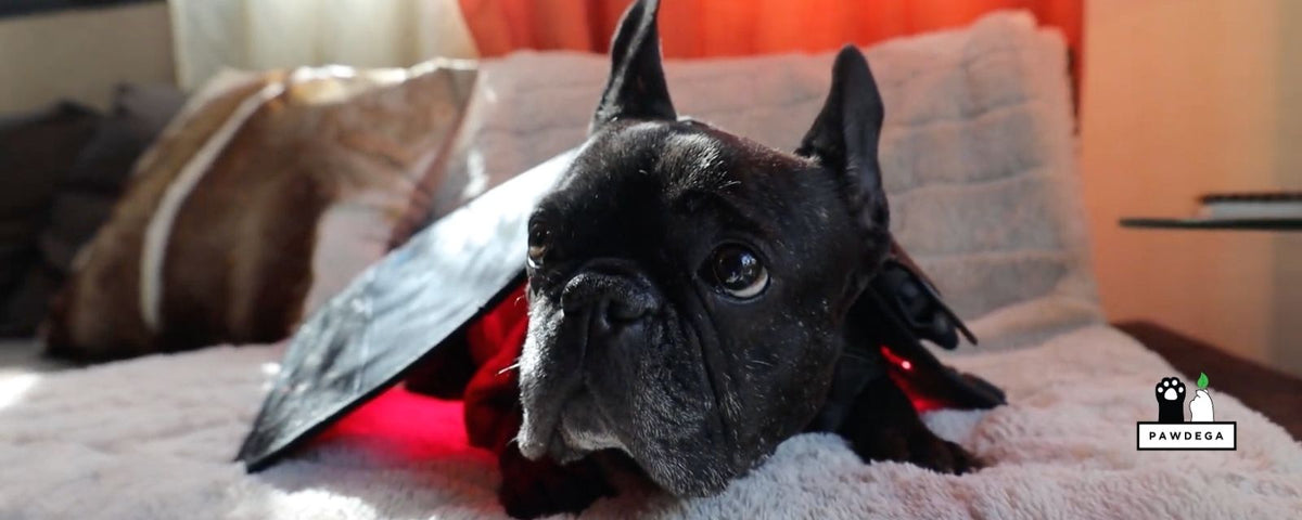 Black French Bulldog getting red light therapy