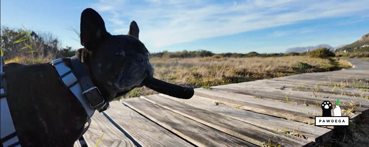 Natural Liver Support for Dogs: Why "Detox" and "Support" Aren't the Same Thing