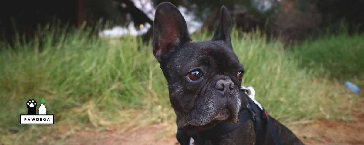 Is Rice Bad for Dogs With Yeast? What I Told My Sister