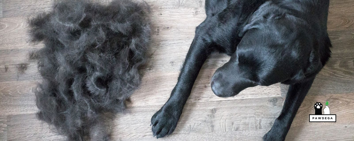 Black labrador sitting next to his shedded fur