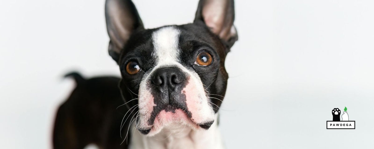 Brain Supplements for Dogs: The Four Layers That Matter