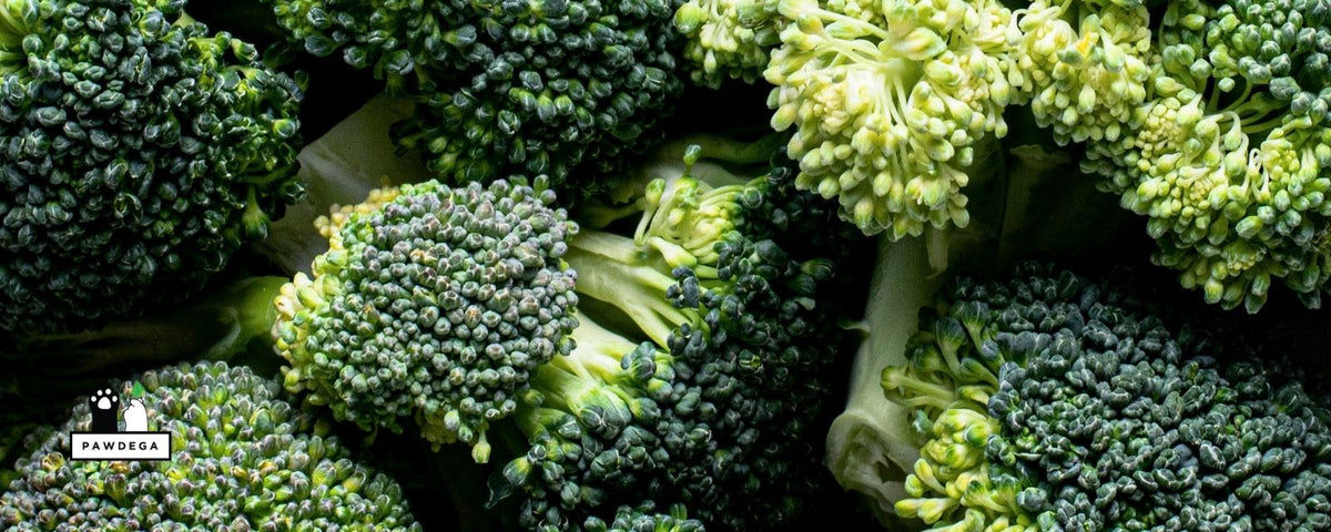 Broccoli Florets Close-Up, Organic Green Vegetable