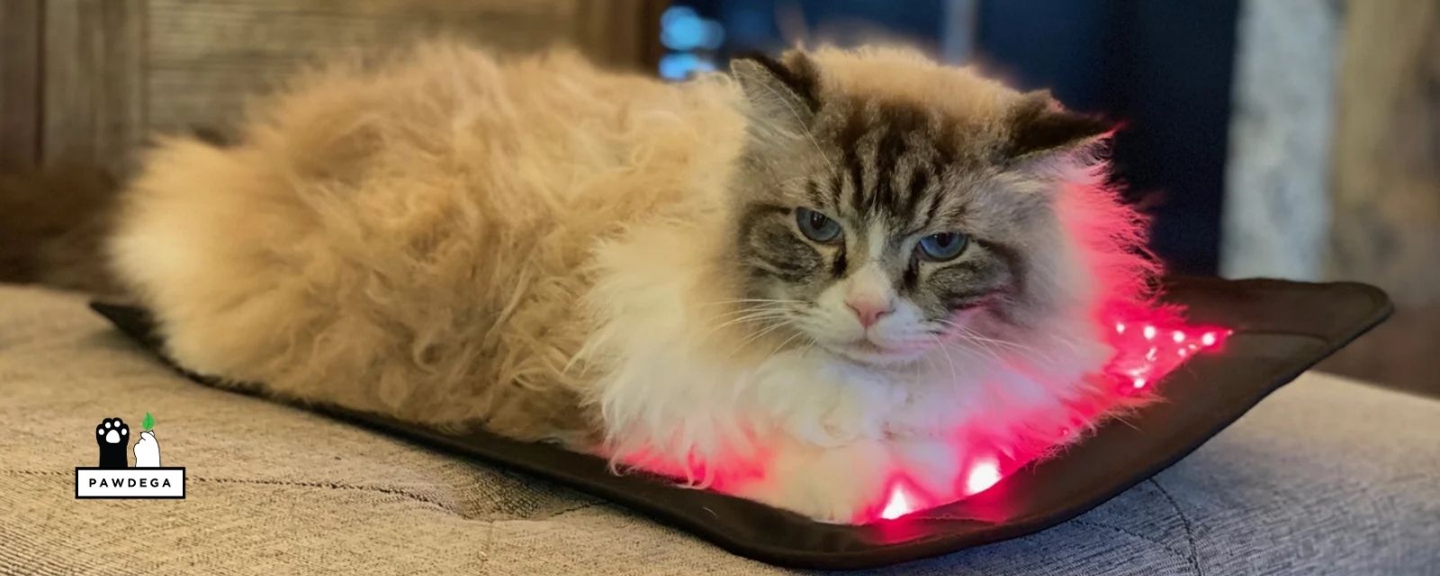 Red Light Therapy for Cats: What the Evidence Shows, and When to Skip It
