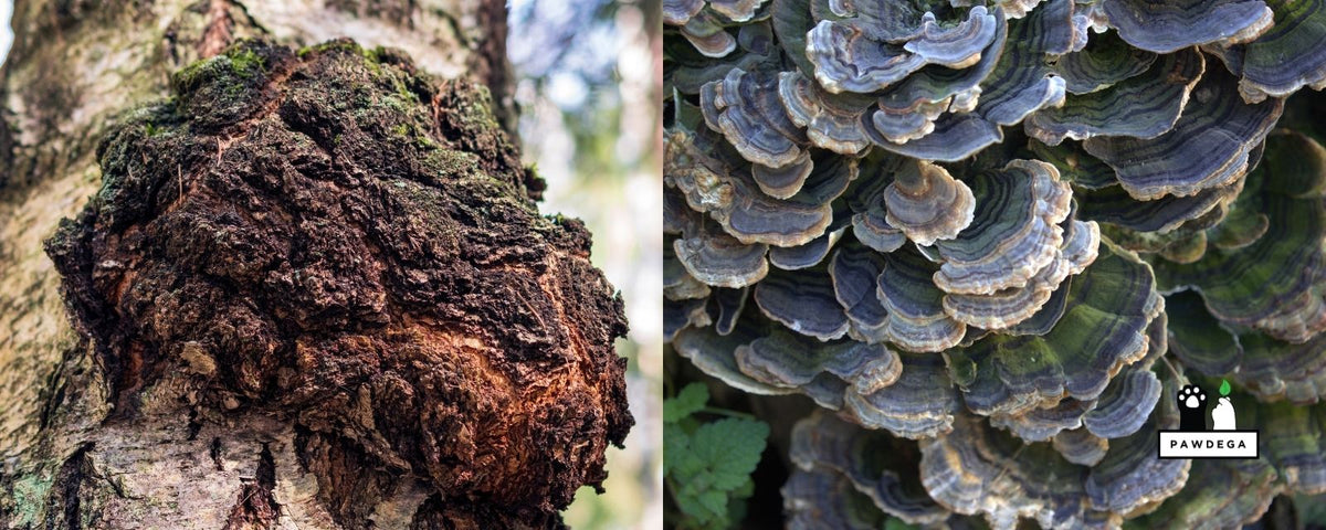 Chaga & Turkey Tail Mushrooms growing on a tree side by side