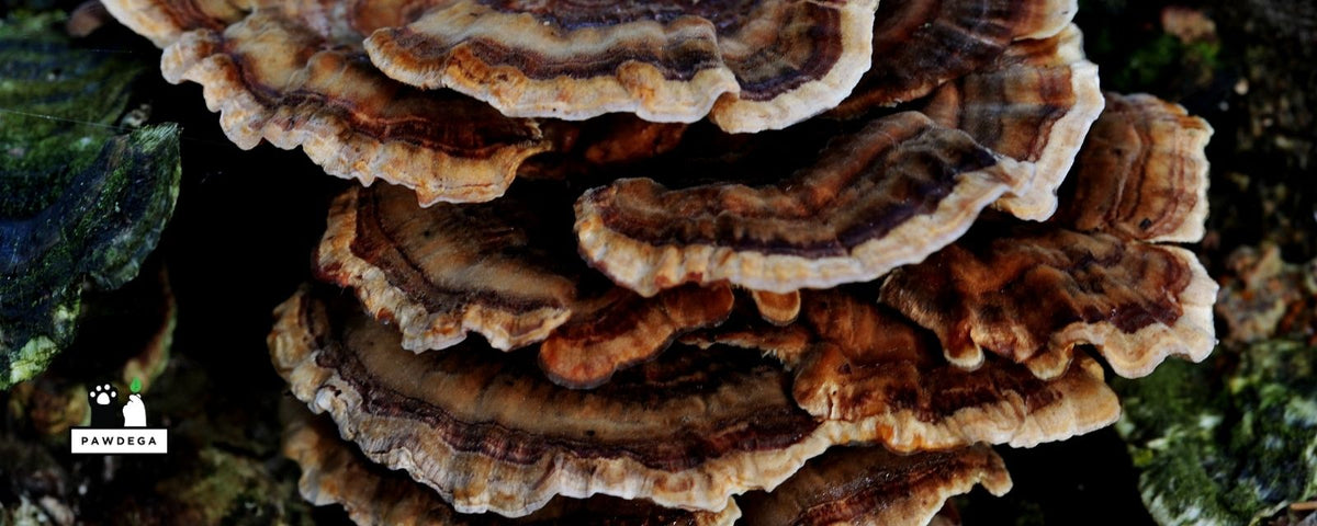 Turkey Tail Mushrooms for Dogs: What the Research Shows