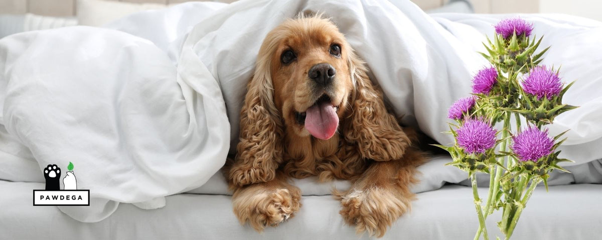 Milk Thistle for Dogs: Why a Blend Works Better Than the Single Herb