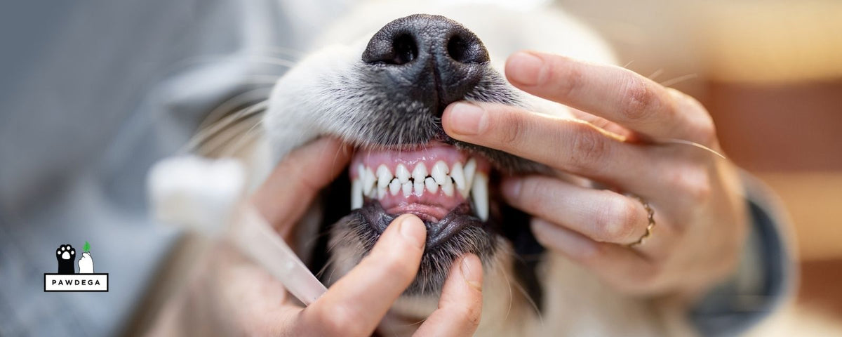 Dental Checkup for Dog at the Veterinary