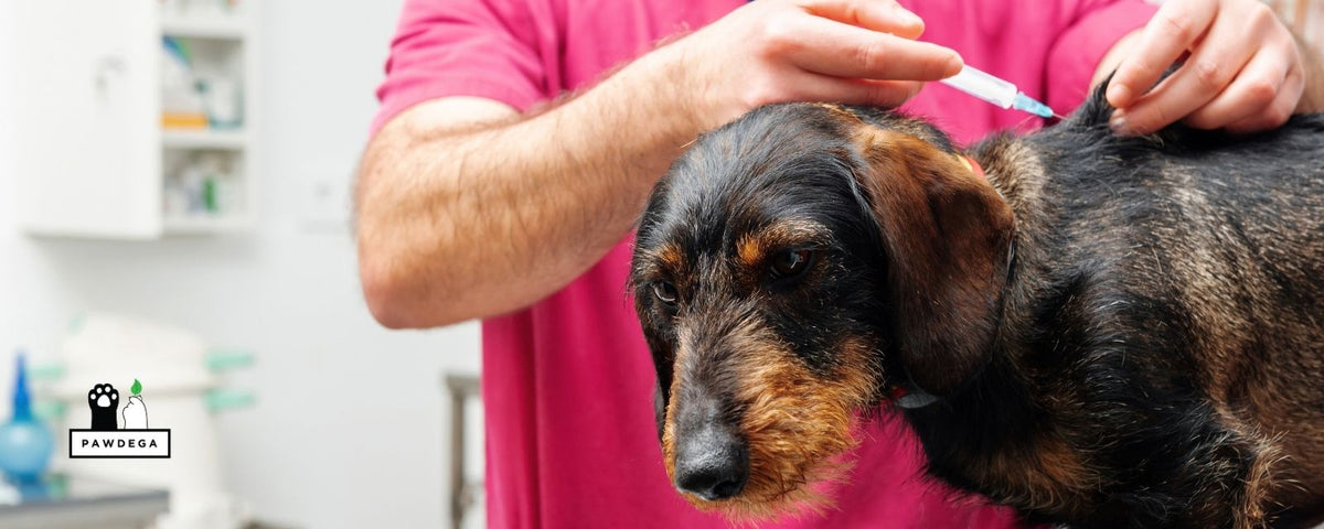 Dog Getting Vaccination at the Veterinarian Office