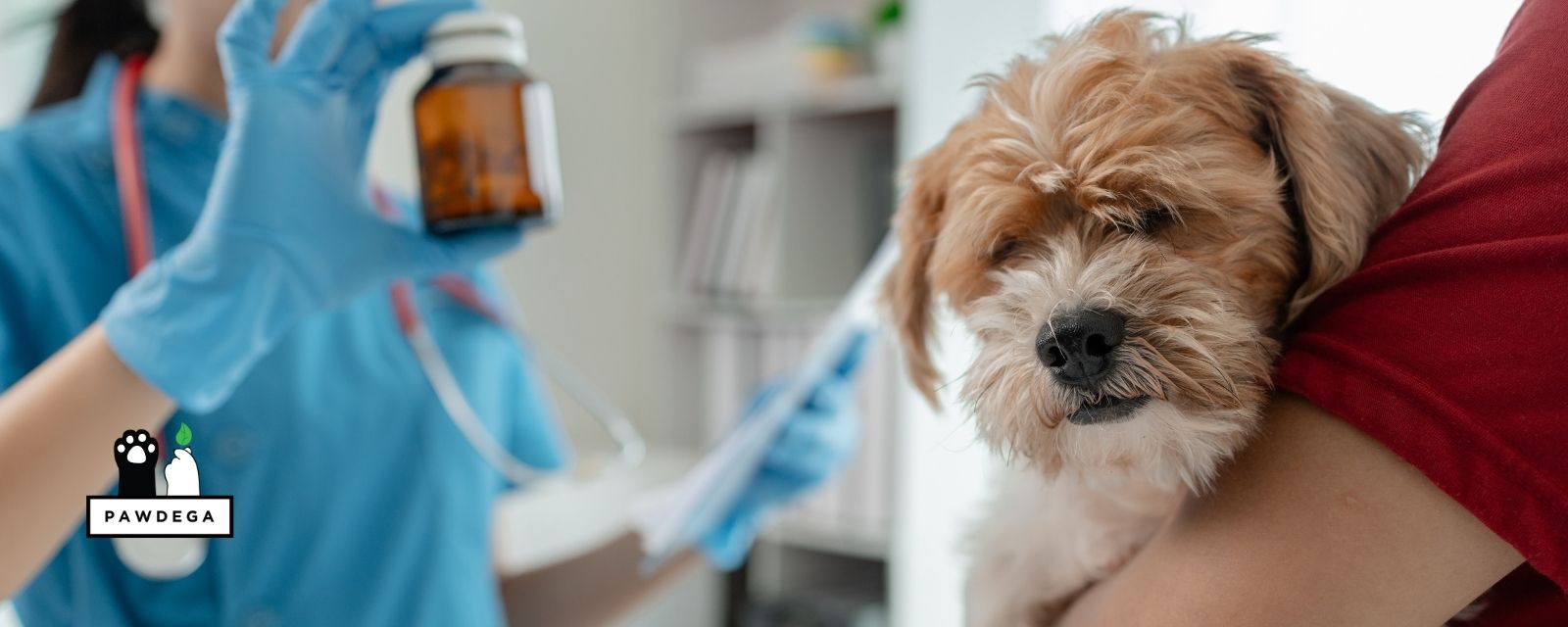 Antibiotics for Dogs: Side Effects, Gut Recovery, and the Two Questions to Ask First