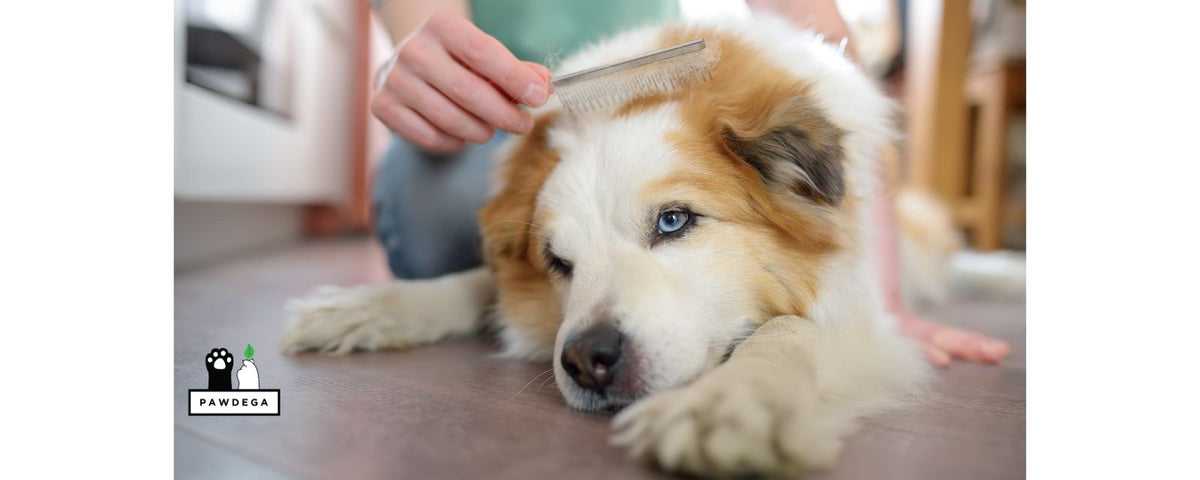 Dog being groomed with a flea comb