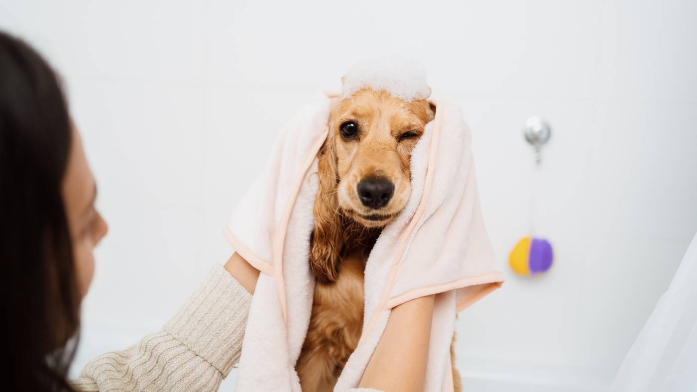 The Best Shampoo for Dogs With Yeast: What Actually Works