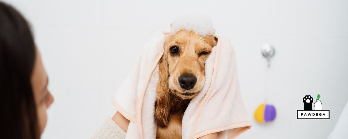 The Best Shampoo for Dogs With Yeast: What Actually Works
