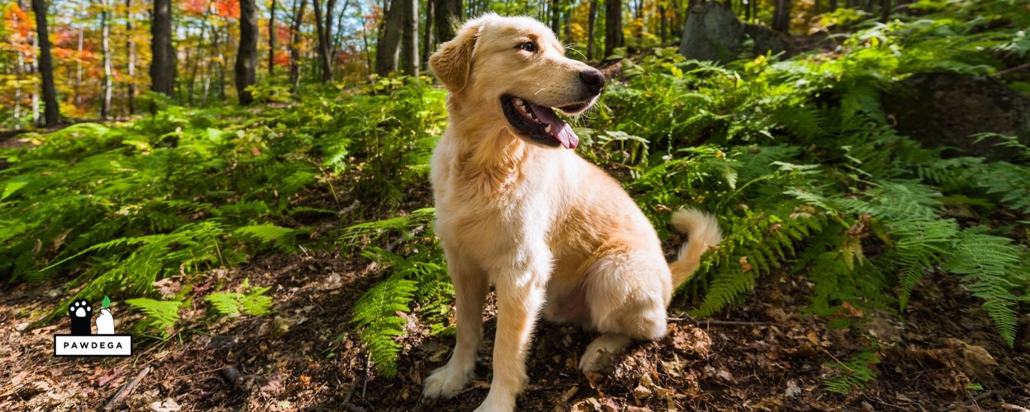 How to Detox a Dog After Flea and Tick Medication