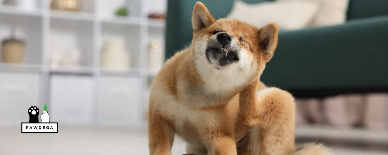 Dog itching in the living room