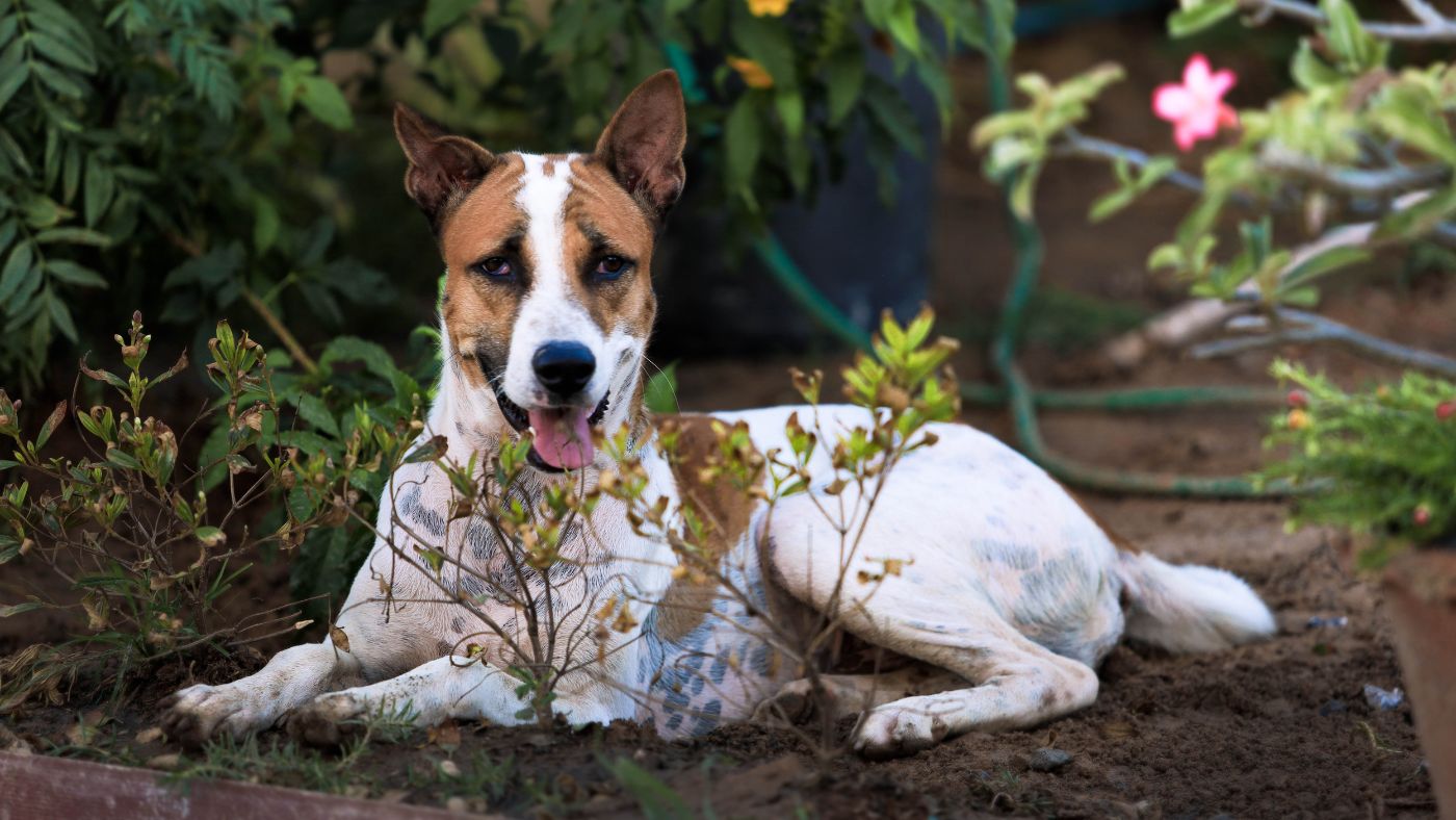 Leaky Gut in Dogs: Signs, Causes, and How to Support the Gut Lining