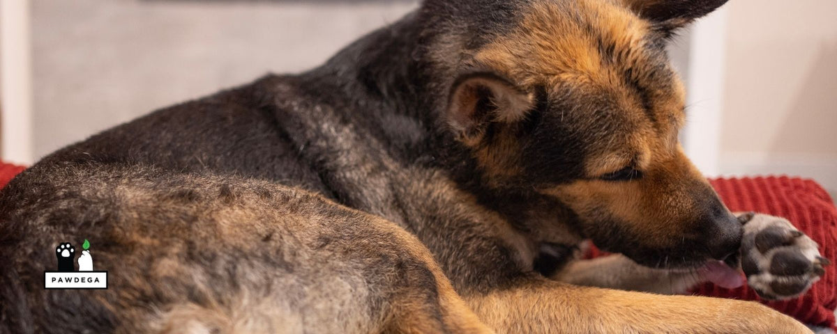Dog licking paw