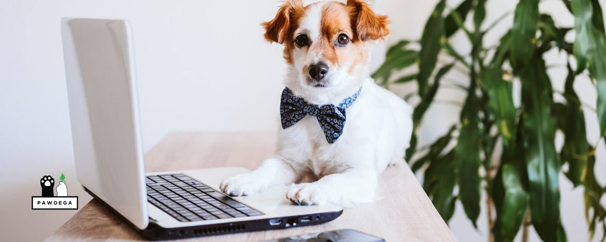 Dog on the laptop for the AI and Pet Health blog