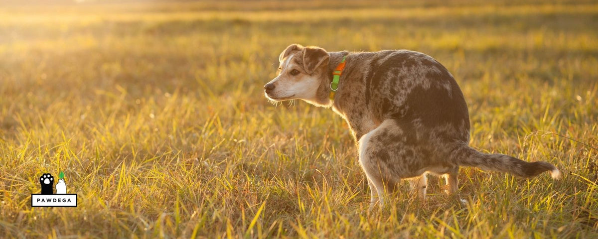 Dog pooping in a field of grass during sunset