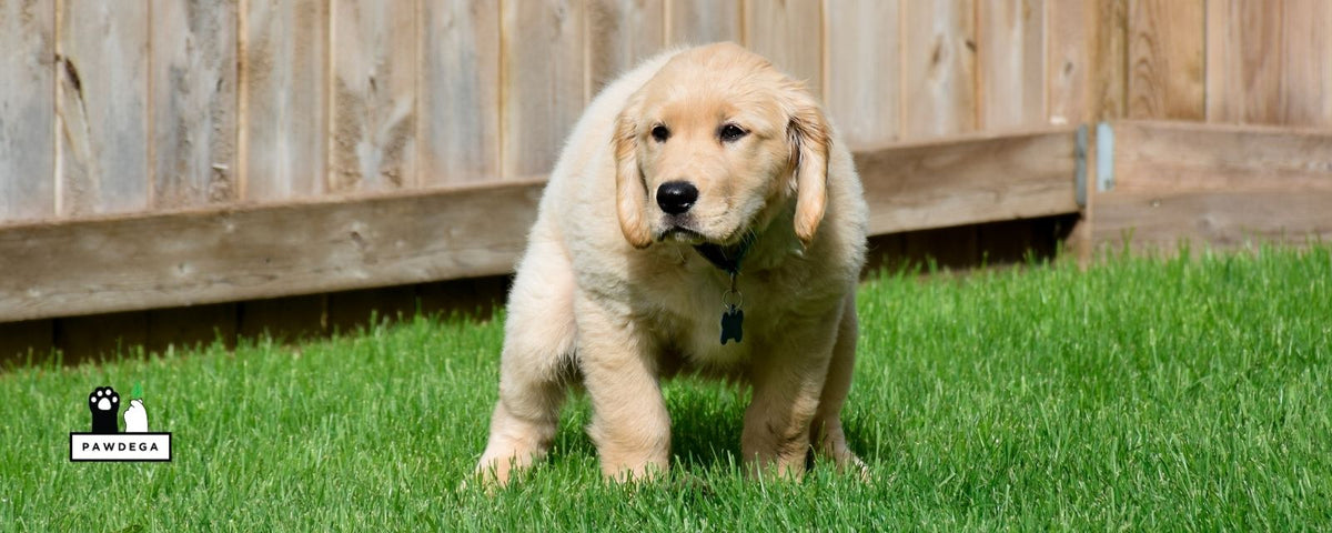 Dog pooping in the backyard