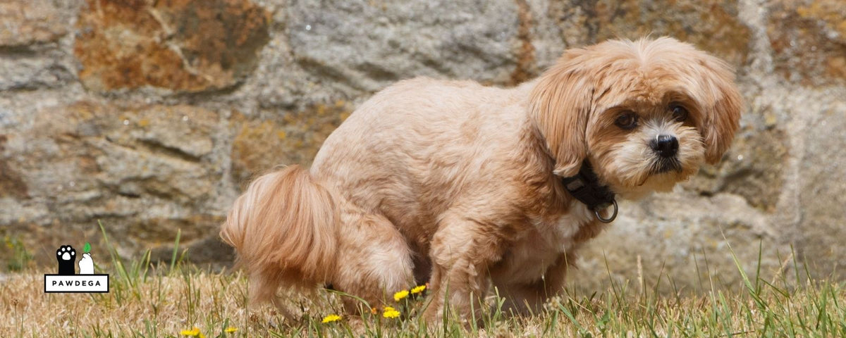 Dog pooping the garden