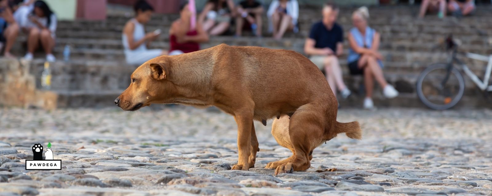 Dog pooping in the street