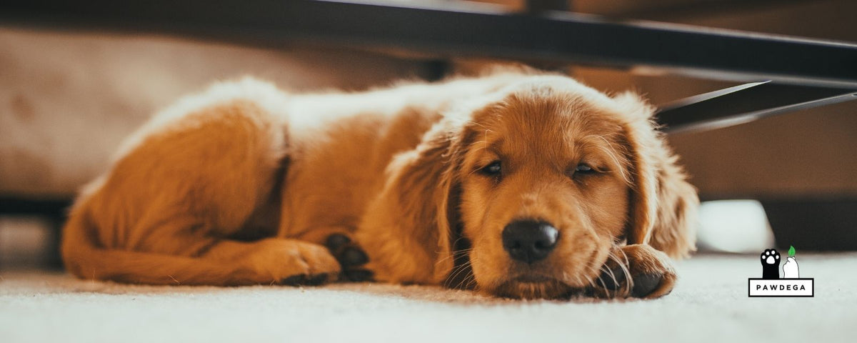 CBD for Dogs With Seizures: What the Research Actually Shows