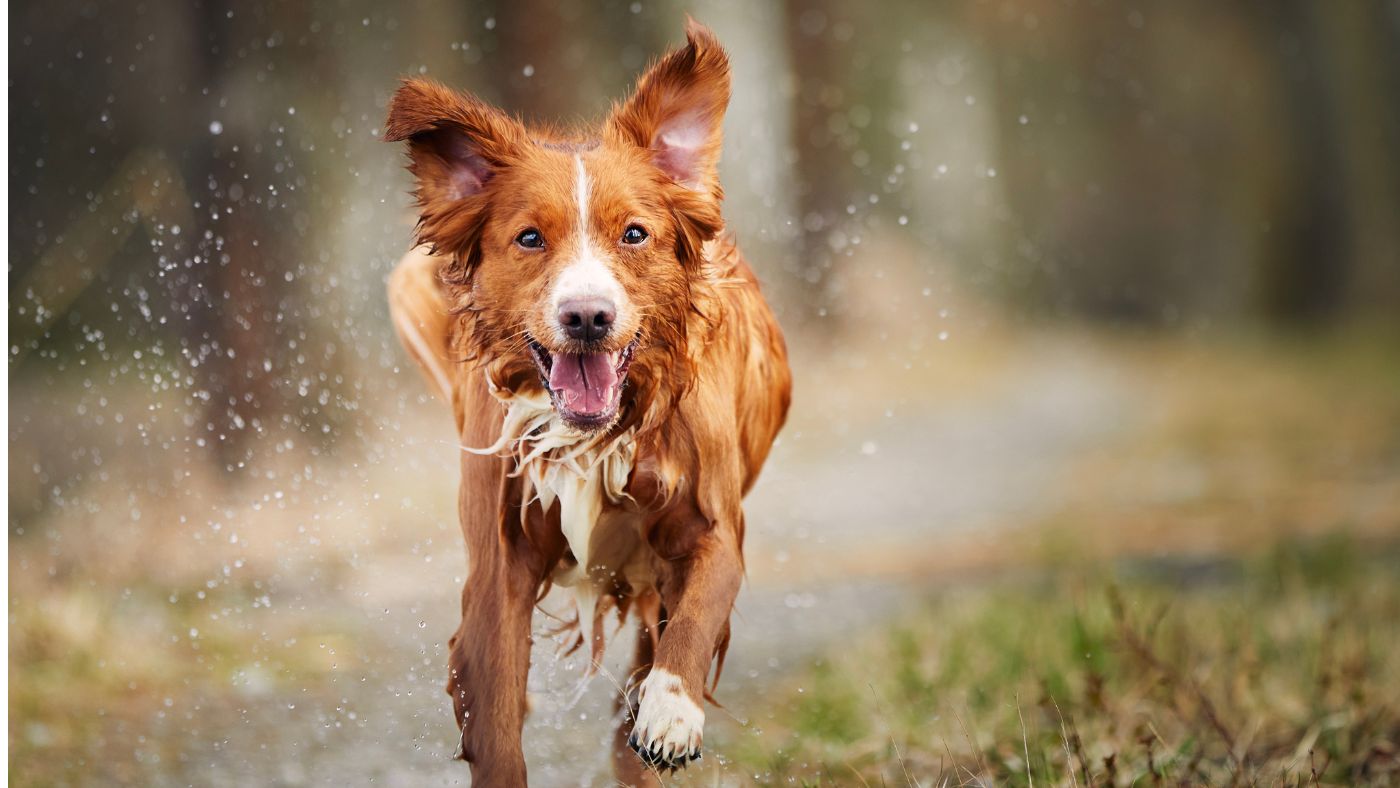 SIBO in Dogs: Why It Gets Missed and How to Support the Gut