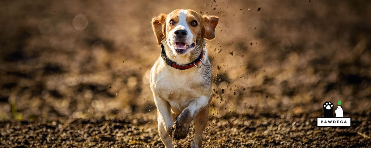 Chlorella for Dogs: Benefits, Safety, and Which Dogs It Suits Best